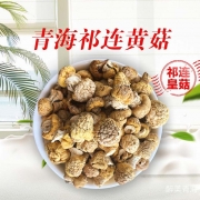 【祁连黄菇】青海黄菇菌干蘑菇 祁连山小皇菇干货蘑菇特产80g